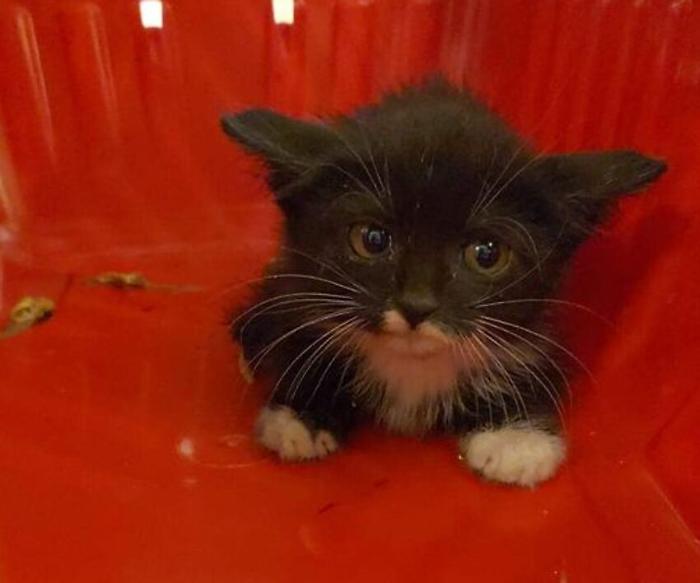 Foligno, gatto trovato nel motore di un'auto. Appello per l'adozione, numerose richieste