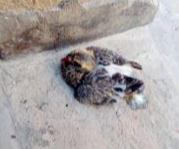 Citt&agrave; di Castello, piccolo piccione cade dal tetto, salvato dai dipendenti comunali