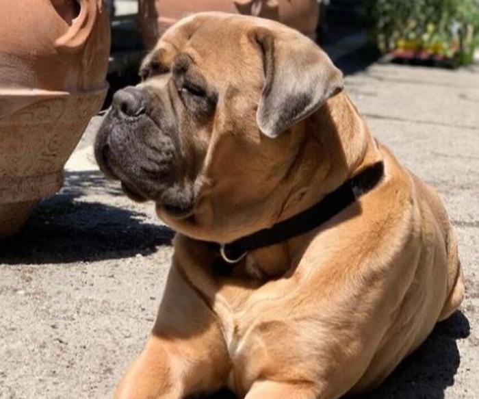 Perugia cane rubato ritrovato&nbsp;sano salvo nome