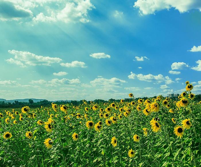 Meteo, la primavera ora spinge per entrare: torna il sole, temperature in aumento. Le previsioni