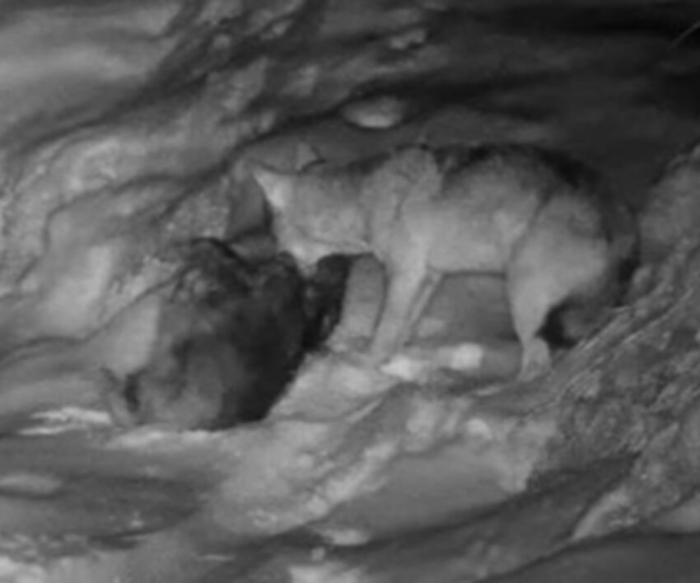 Cinghiale aggredito e ucciso da un lupo: incredibile video grazie a una fototrappola sugli Appennin