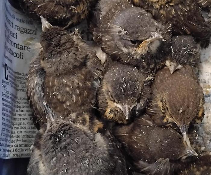 Castiglione del Lago, sequestrati 500 tordi e portati al centro recupero Lipu: "Servono volontari"