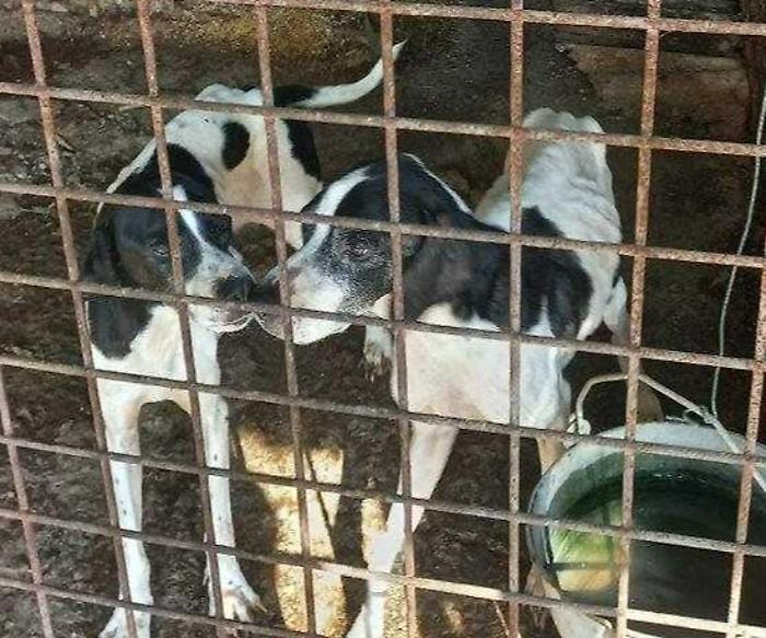 Corciano, trovati 24 cani denutriti, maltrattati e ingabbiati: portati in salvo al canile Enpa