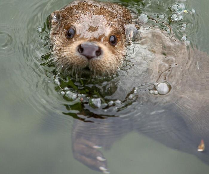 Il ritorno della lontra, quasi mille esemplari in Italia. L'Umbria manca all'appello