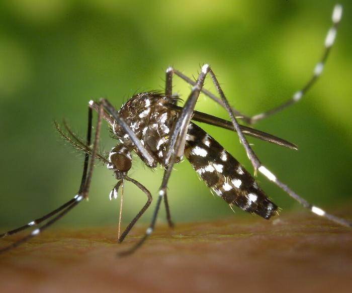 Umbertide, lotta alle zanzare e agli insetti molesti: al via le operazioni di disinfestazione