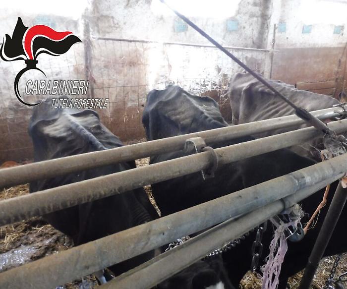 Montefalco, vacche scheletriche, sporche e animali malnutrit. Sequestrati i bovini nell'allevamento