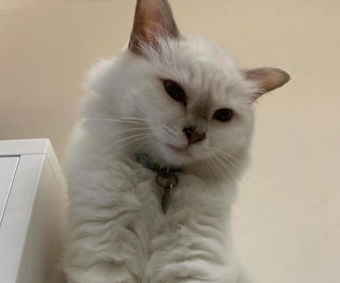 Don Matteo, Nino Frassica lontano dal gatto Hiro da 15 giorni: "Chi ce l'ha lo riporti per favore"
