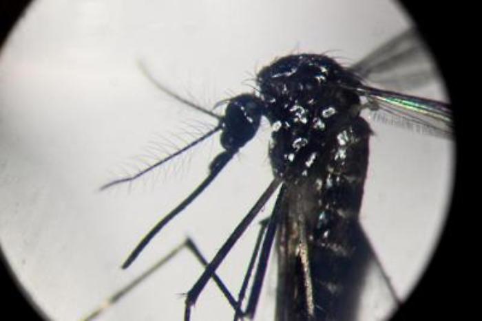 Dengue: dalle zanzare ai viaggi in zone a rischio, come si previene l'esposizione