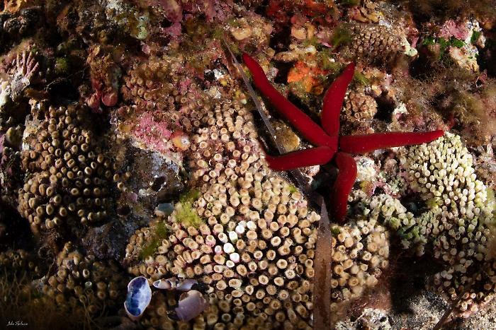 Marevivo lancia "MedCoral Guardians" per la tutela dei coralli