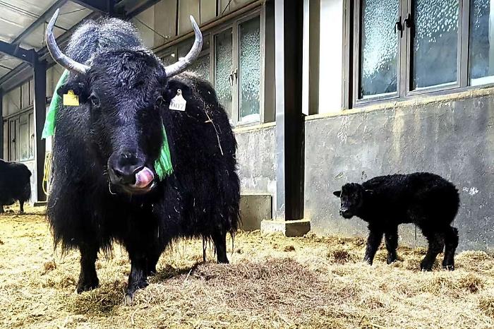 In Cina la prima clonazione di gruppo di 10 yak