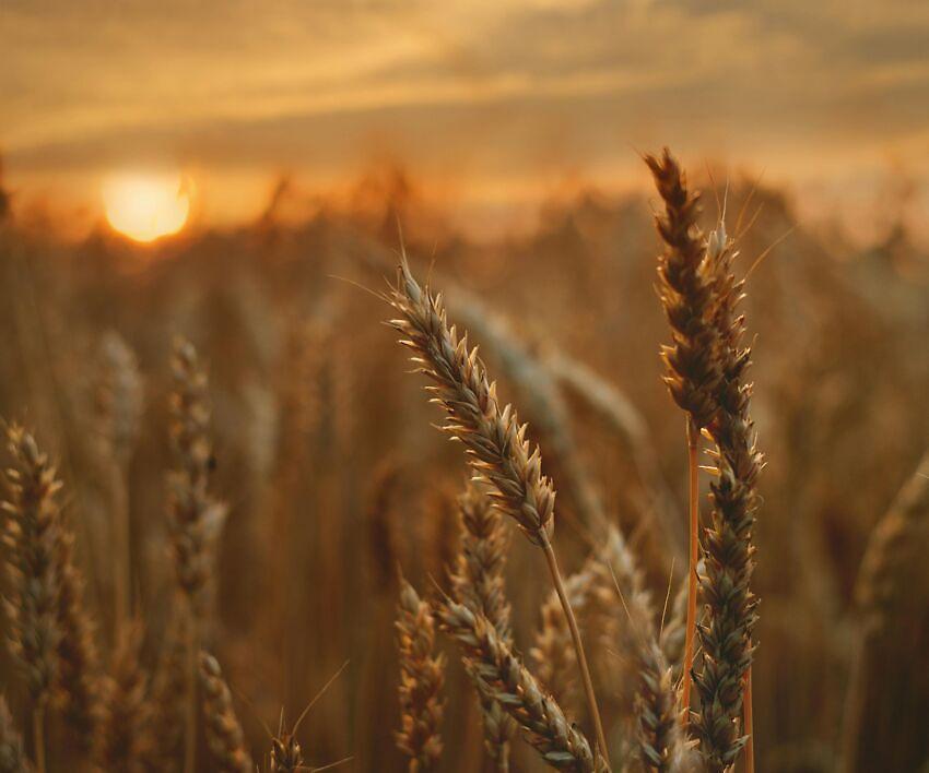 Umbria, le filiere territoriali al centro del dibattito della Cia ad Agricollina: grano e sviluppo