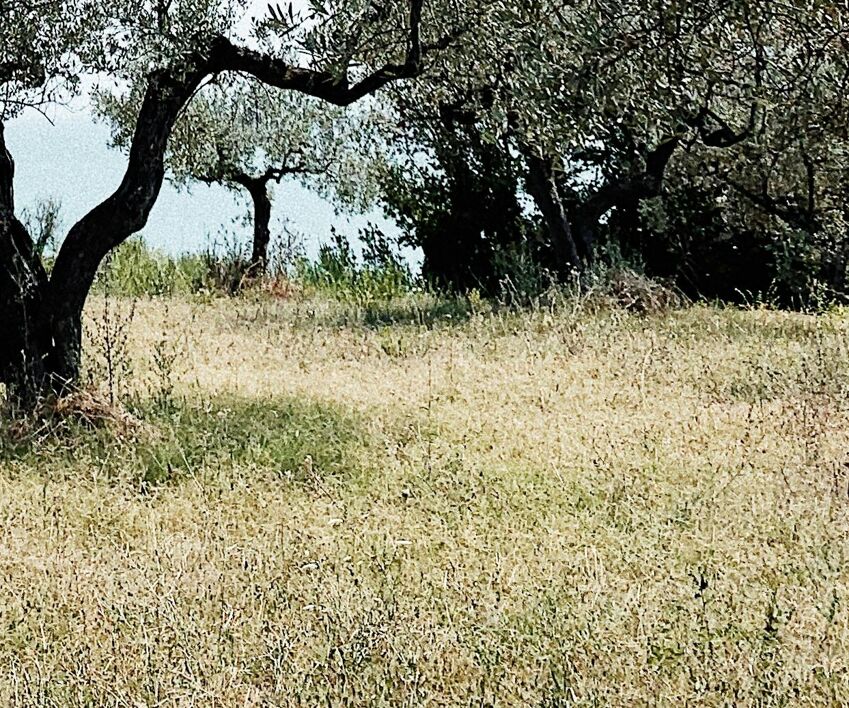 potare ulivi olivi