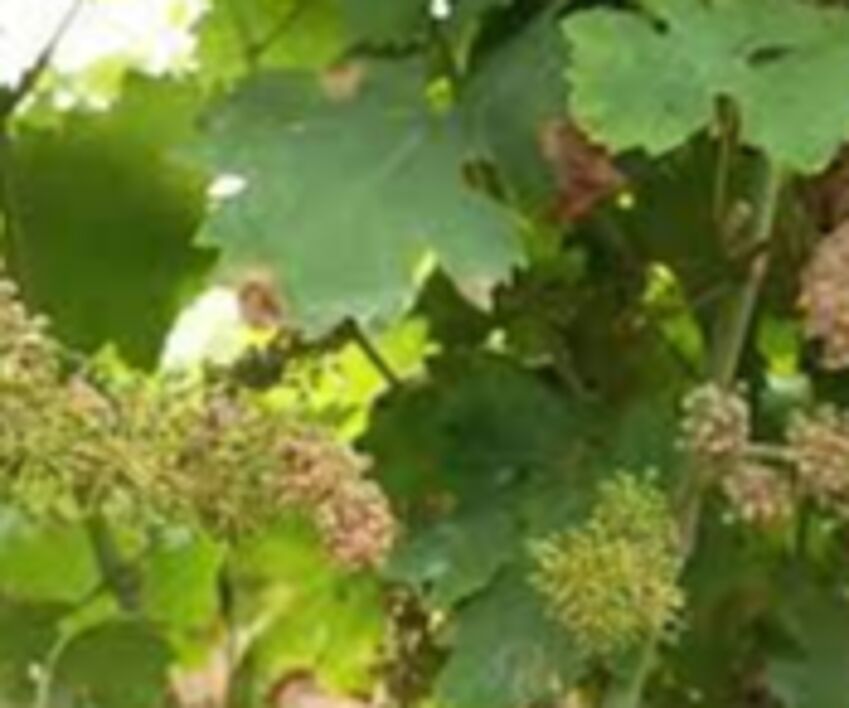Peronospora mette a rischio produzione del vino