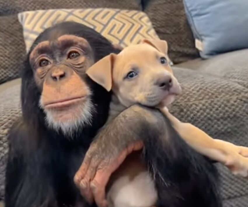 scimpanzè cucciolo