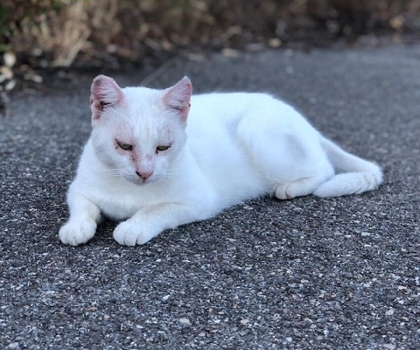 gatto bianca