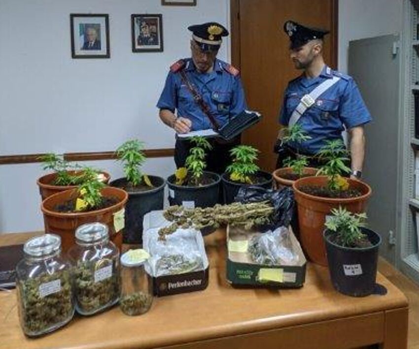 Il sequestro di piante di cannabis e droga