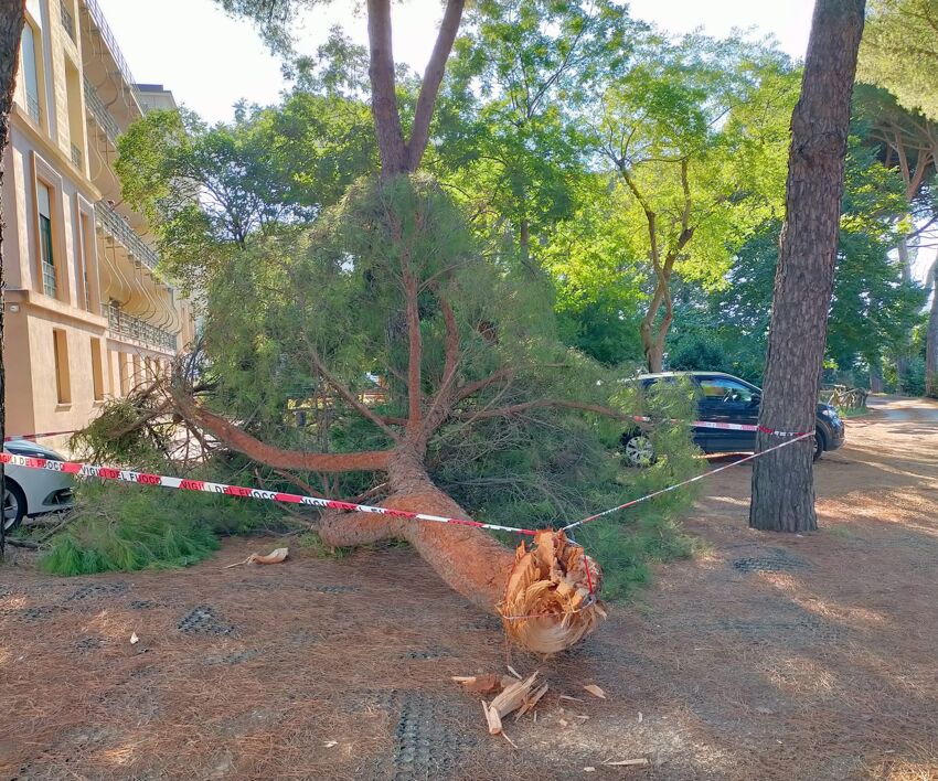 albero caduto