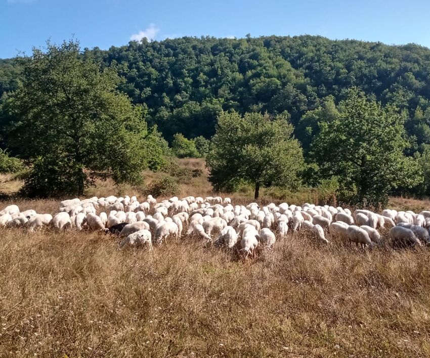 Gregge di pecore in una zona montana 