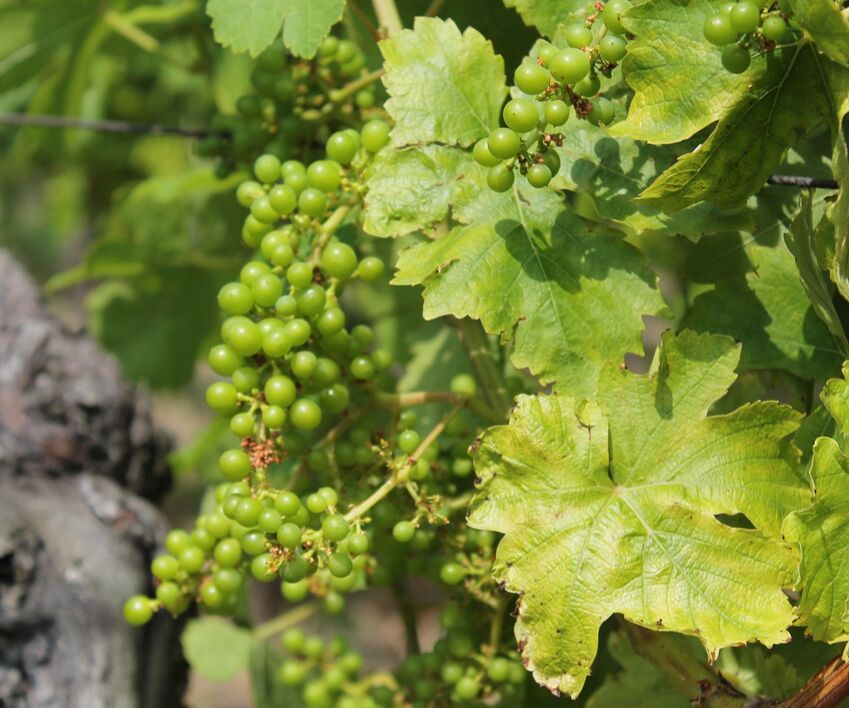 coltivazione vinicola