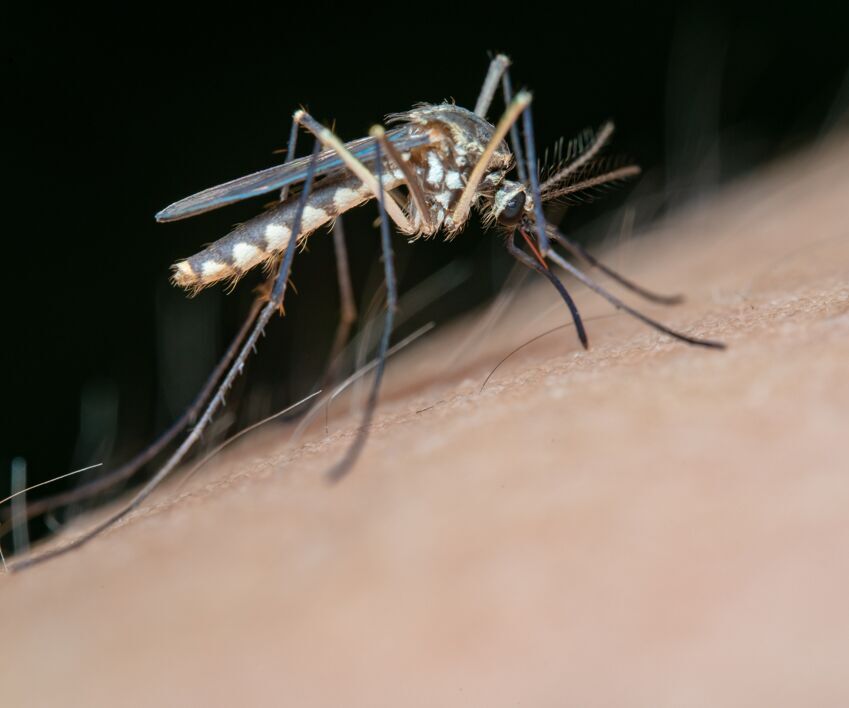 virus dengue