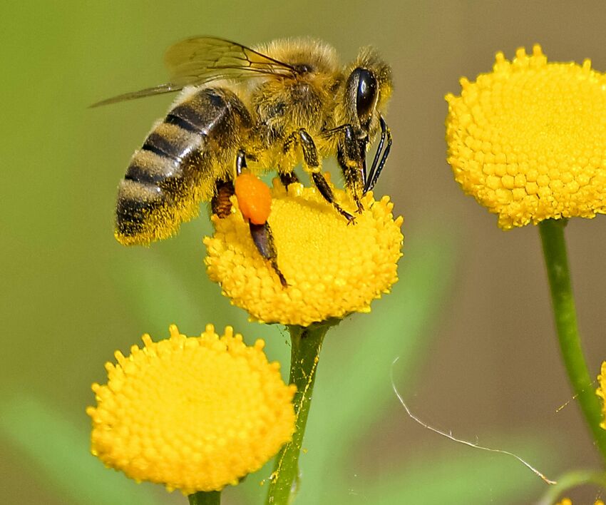 api apicoltura